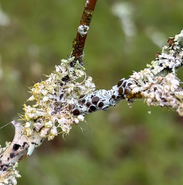 Close up of lichen with black spots