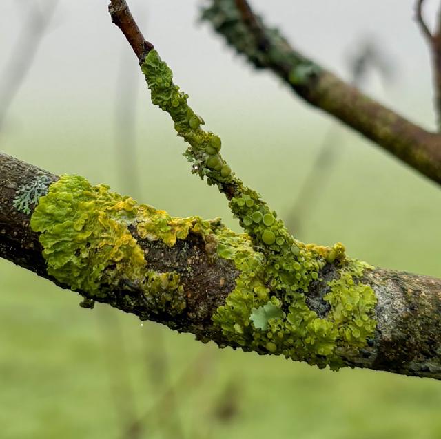 yellow green foliage on a trunk
