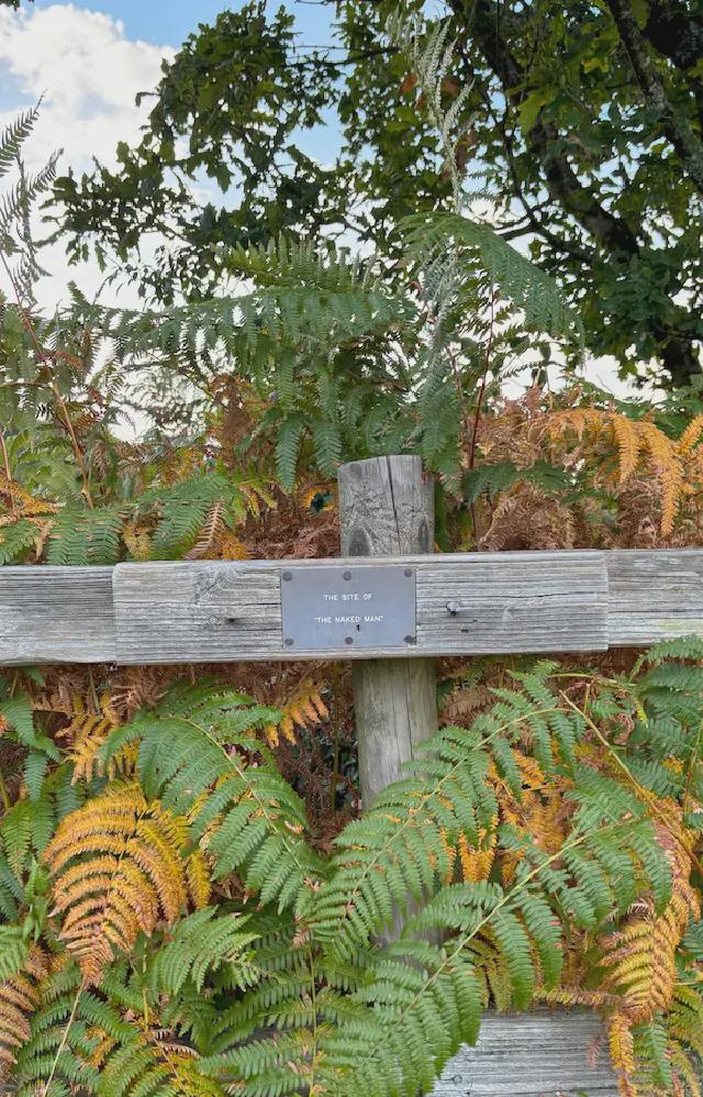  The remains of the Wilverley oak - with the new oak standing behind