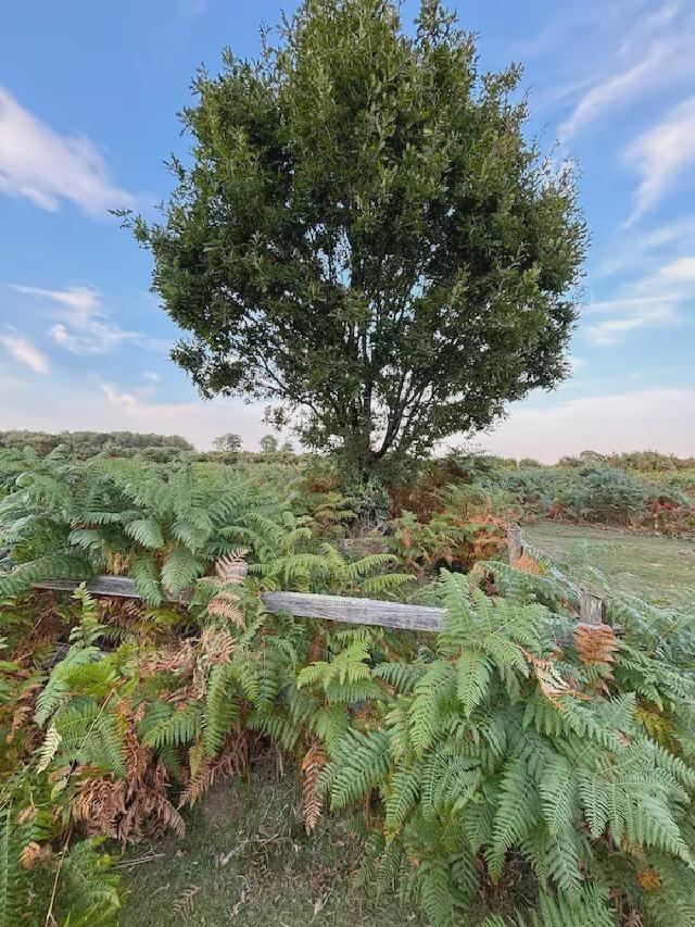 An oak tree fenced off surrounded by bracken.