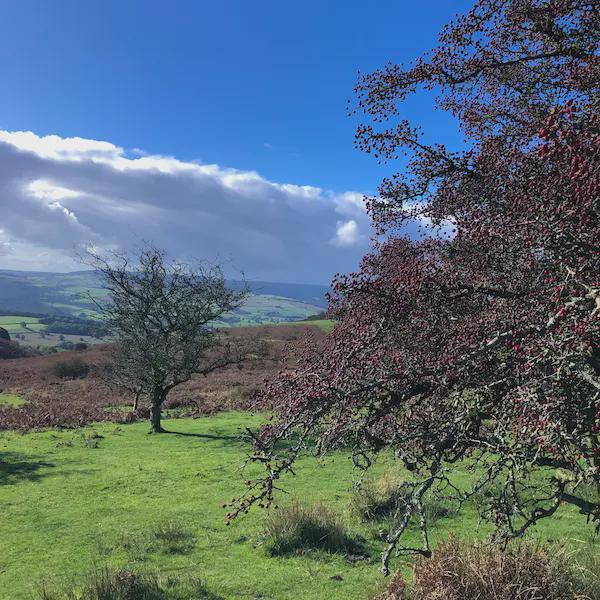 Trees on a hill with blue skys