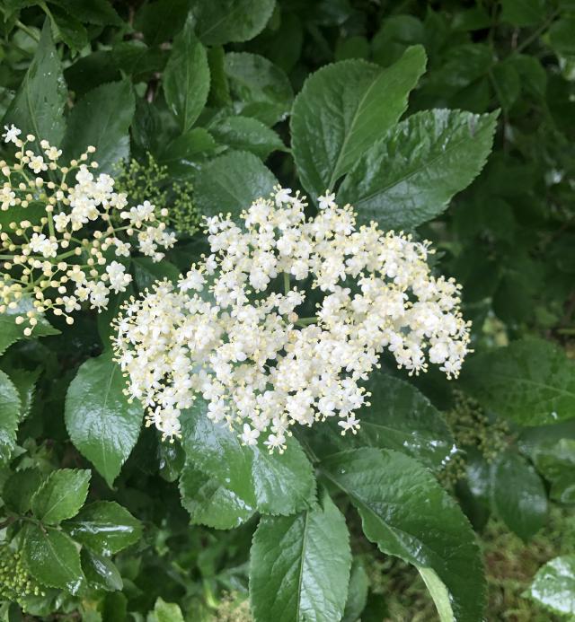 Elder flowers in bloom