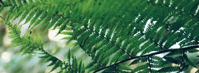 fern leaves