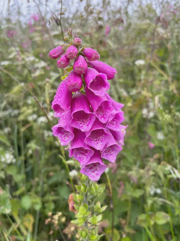 a spike of pink tubular flowers with rain drops on the petals.