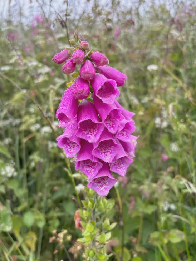 a spike of pink tubular flowers with rain drops on the petals.