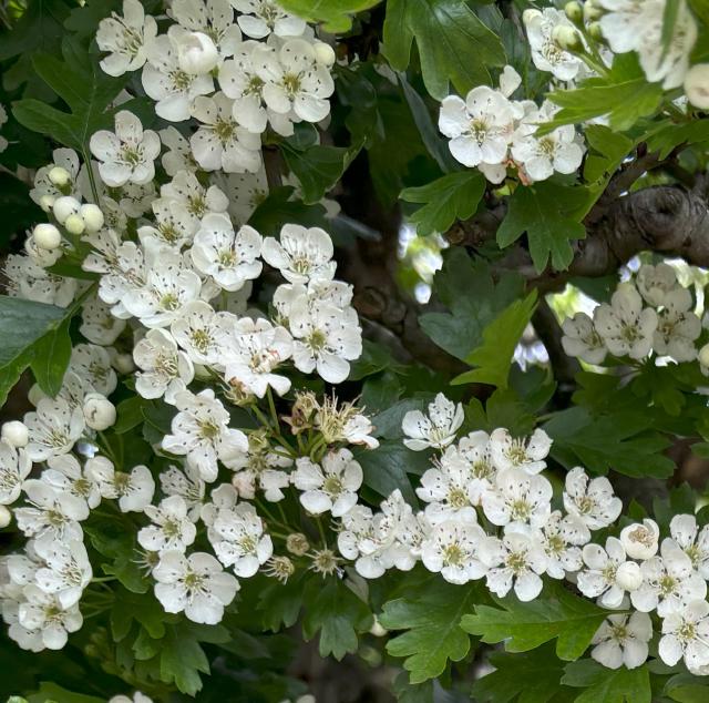 Hawthorn hedge in spring bloom