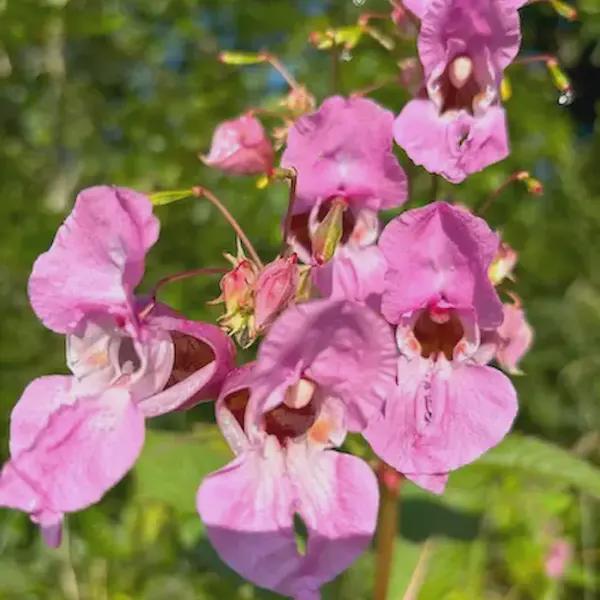 a group of pink flowers