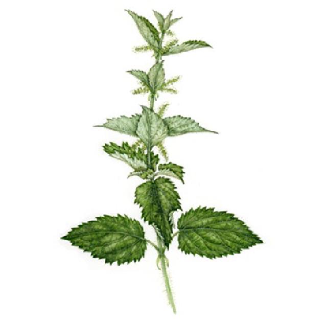 drawing of mugwort