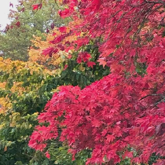 Red and orange leaves