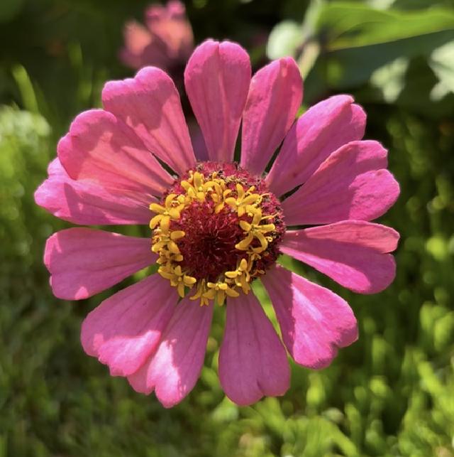 close up of a pink flower