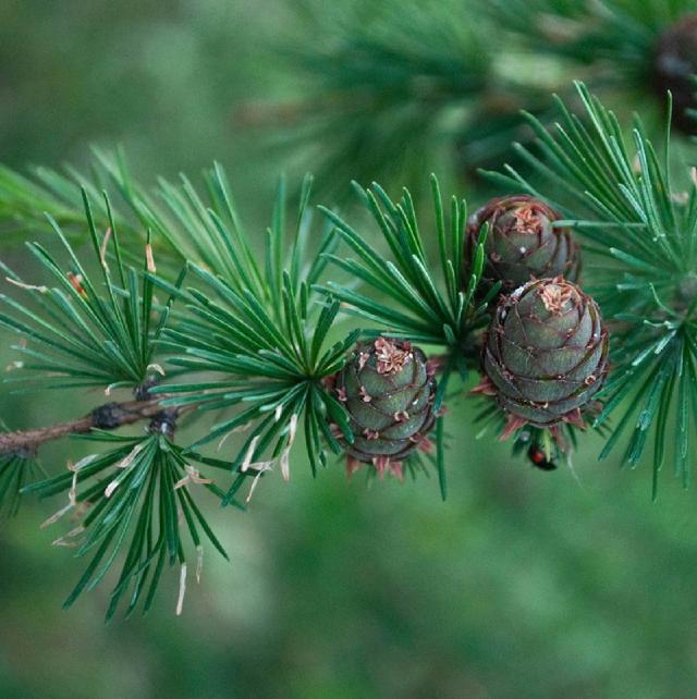 bunches of needle like leaves and small cones