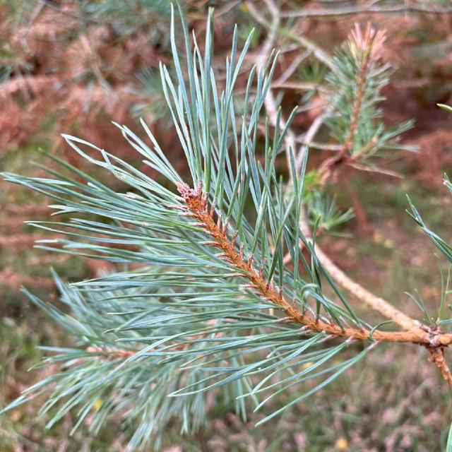 Close up of evergreen branch with needles