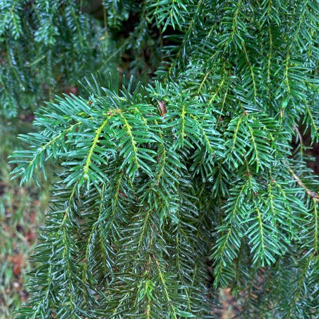 dark green needle like branches
